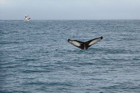  Una orca con un marcaje satelital ayudará a evitar colisiones con los veleros