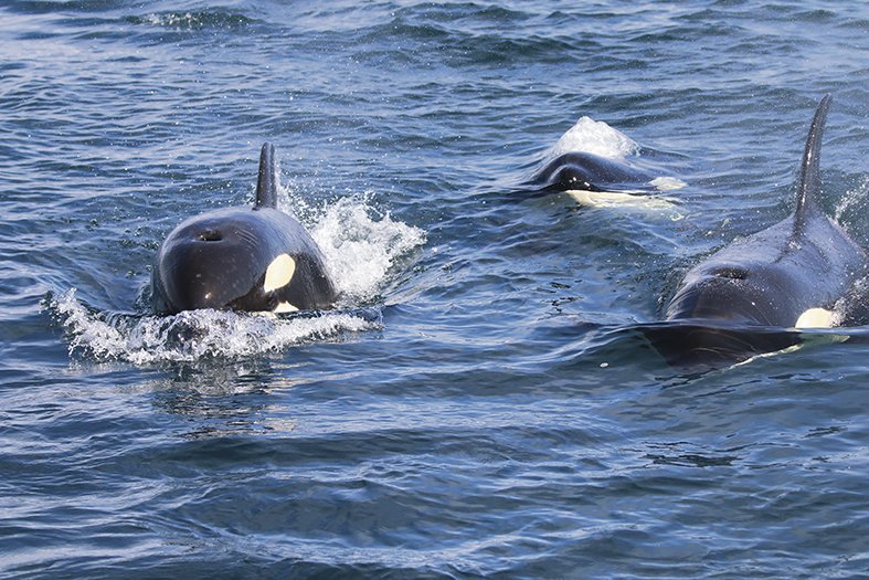  El ‘juego’ de las orcas con las embarcaciones en aguas del Estrecho