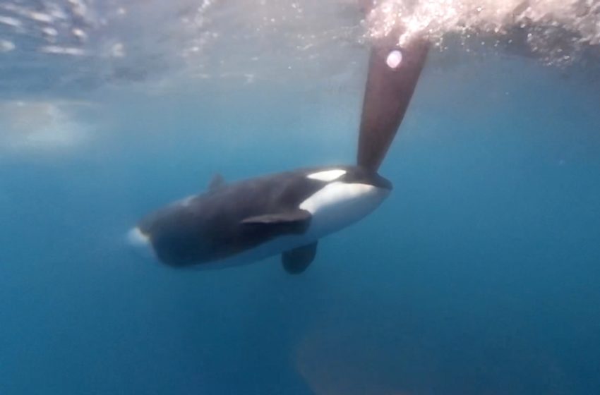  Expertos creen que las interacciones de orcas con veleros son episodios de juegos