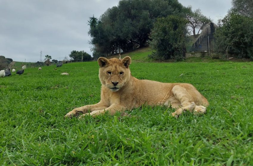  Perla, la pequeña leona ciega de ‘La Pequeña África’ necesita tu ayuda