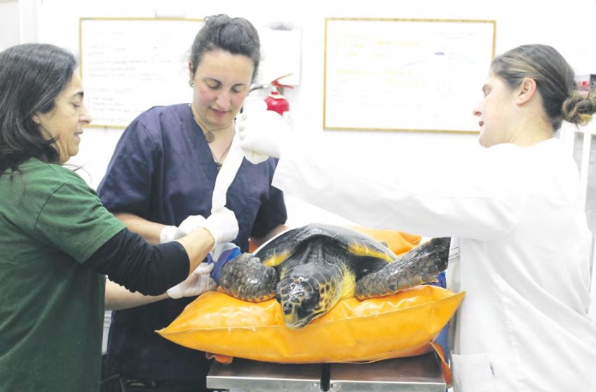 Guardianes del mar: las tortugas de toda Andalucía encuentran refugio en Algeciras